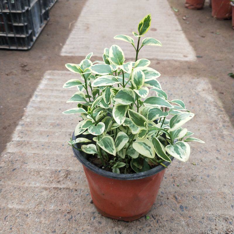 花叶蔓盆栽室内外阳台长春藤垂吊植物耐热黄金花叶蔓吊兰易成活