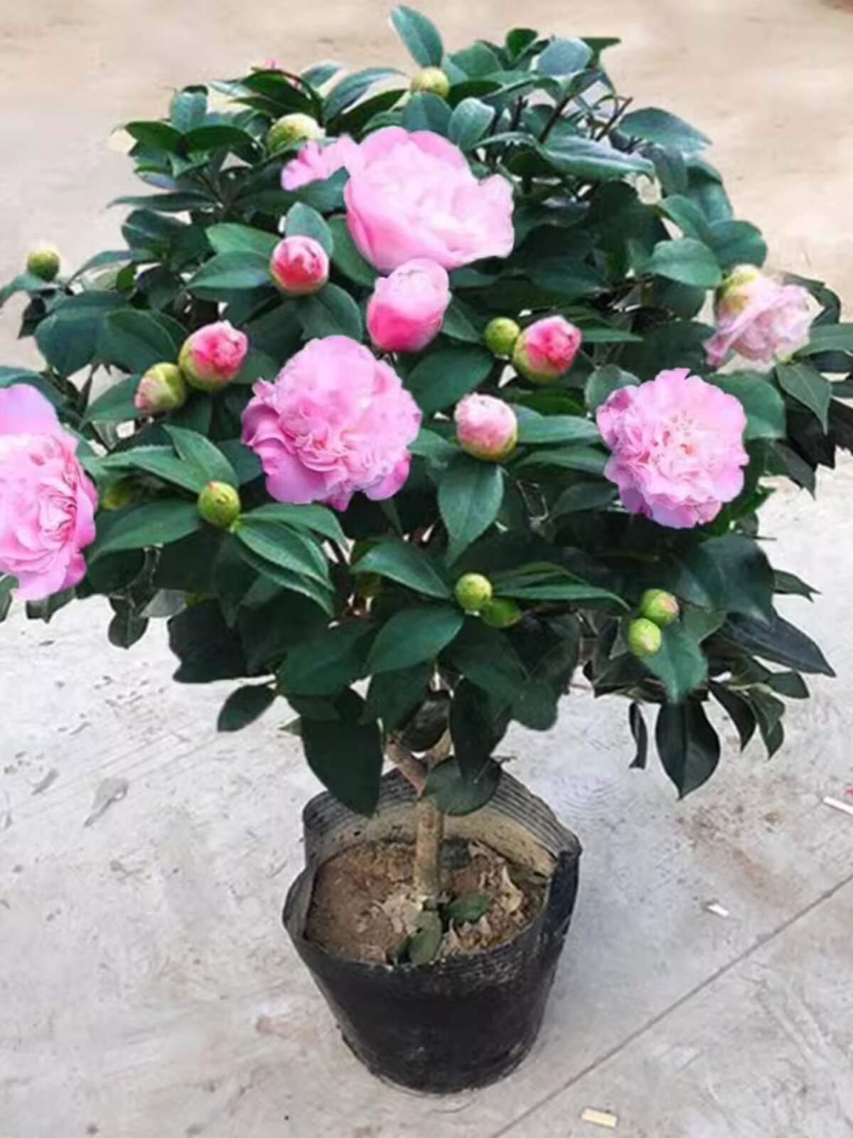 香妃山茶花盆栽带花苞五色赤丹花卉植物室内好养茶花树苗四季开花
