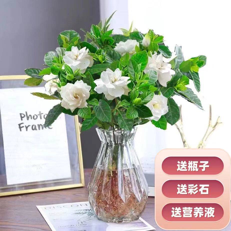 水培花卉水养水培栀子花净化空气植物花卉水养客厅室内外植物浓香