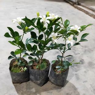 九里香花卉盆栽浓香四季 植物七里香苗当年开花驱蚊室外阳台庭院