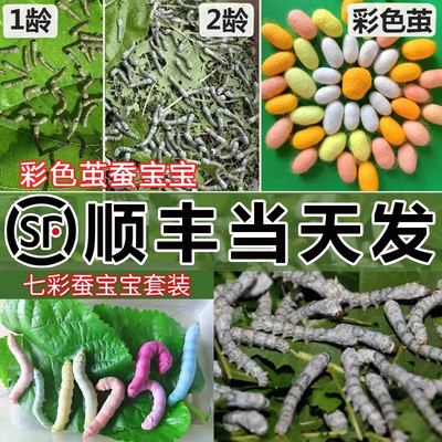 蚕宝宝蚕卵蚕籽蚕宝宝学生养蚕套装活体卵幼虫金丝蚕彩色新鲜桑叶