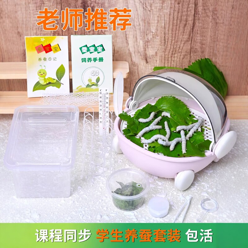 彩色蚕宝宝学生养蚕套装蚕卵蝉宝宝饲养箱新鲜桑叶幼虫蚕子喂幼蚕