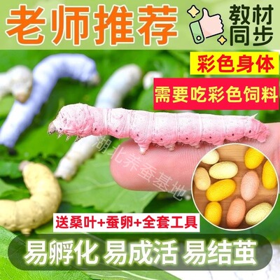 蚕宝宝套餐学生养蚕套装活体幼虫卵天然七彩蚕金丝蚕卵新鲜嫩桑叶