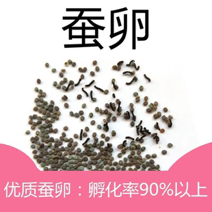 蚕宝宝卵学生蚕籽蚕卵蚕蛋天然彩蚕子桑蚕种春蚕养殖活物春蚕卵