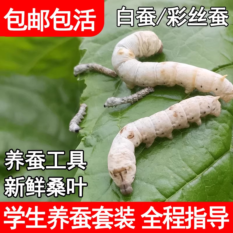 蚕宝宝活体春蚕幼虫蚕卵活物学生养蚕套装喂蚕桑树叶新鲜桑叶500g