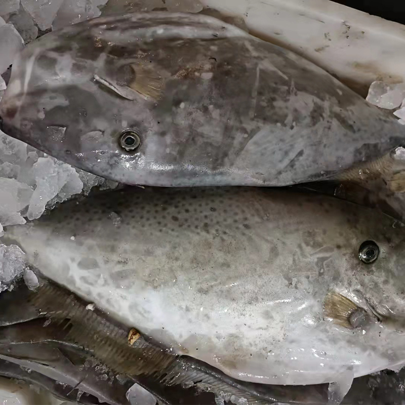 海鲜水产马面鱼鲜活剥皮鱼老鼠鱼马面鲀深海海鱼大