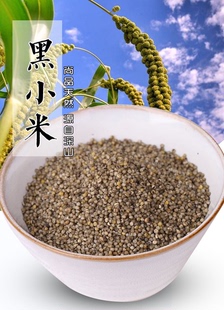 山西特产农家自种5斤装 特级 黑小米 新米农家五谷杂粮月子