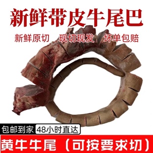 整条牛尾巴6.8斤带皮牛尾巴黄牛牛尾骨散养农家黄牛尾巴整根新鲜
