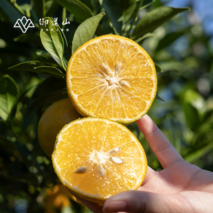 2025 御道山 果园直发 赣南现摘皇帝柑 清甜脆嫩贡柑