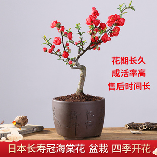 开花卉 西府海棠花盆栽树苗长寿冠盆景绿宝石花苗大花重瓣室内四季