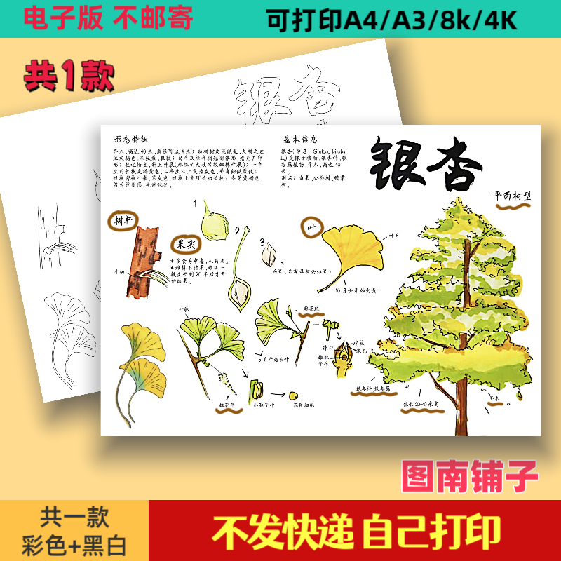 银杏树手抄报模板电子版小学生植物大树生长观察记录小报线稿A3A4