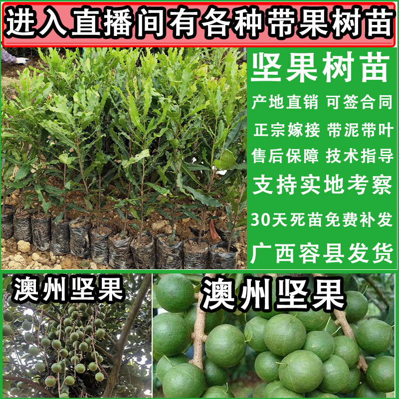 澳洲坚果树苗嫁接夏威夷桂热一号坚果树苗南北方种植盆栽地栽果树