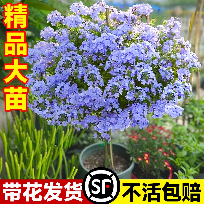 速发蓝雪花苞栽棒棒糖四花苗卉植物室内台带花盆耐热爬藤大季开