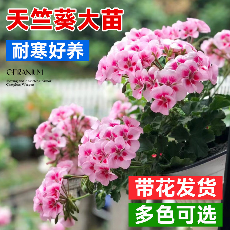 速发天竺葵花苗重瓣四季盆栽直花带花苞发货新品台立大室内花卉植