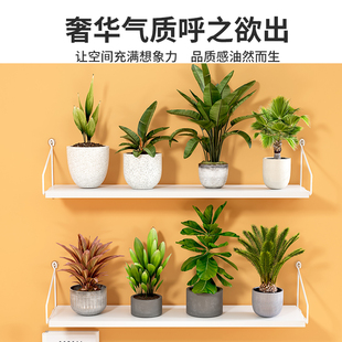 速发室内挂墙墙架子墙上花架壁挂台免打孔挂在花壁置物挂式的式架