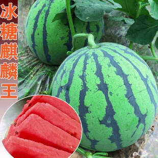 冰糖麒麟王西瓜苗秧王子种子8424早佳美都早熟红心皮薄甜爽脆四季