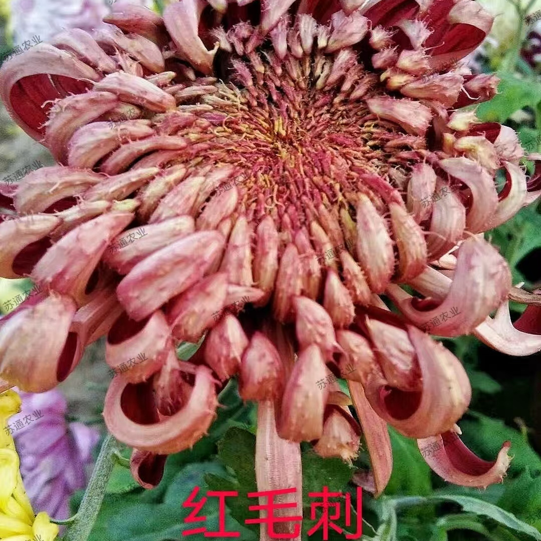 红毛刺菊花苗大花菊花苗