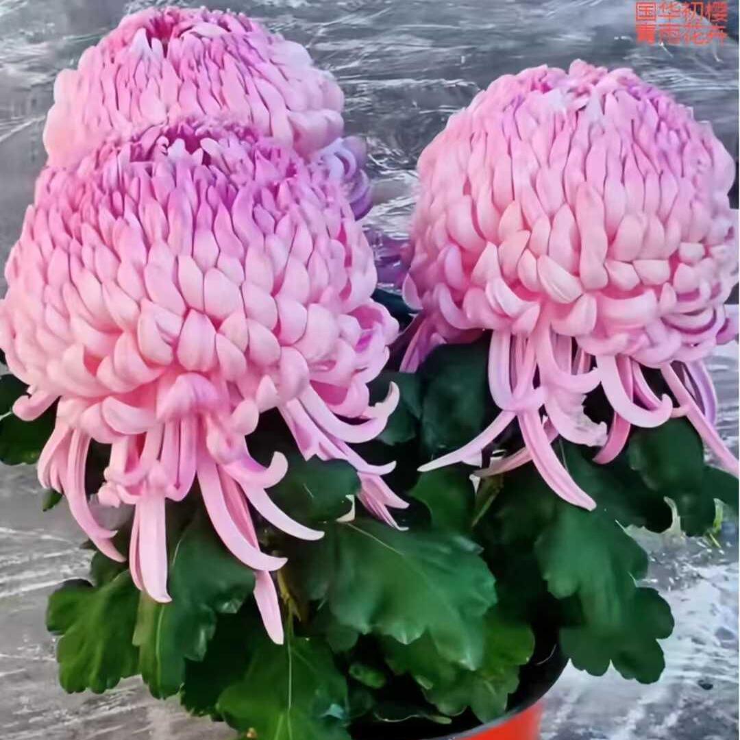 好养花卉植物盆栽国华初婴菊花苗图片