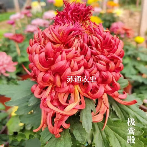 极鸾殿菊花苗盆栽地栽