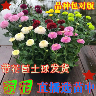 两盆包邮菊花盆栽带花苞四季开花千头菊墨菊大菊花苗室内阳台绿植