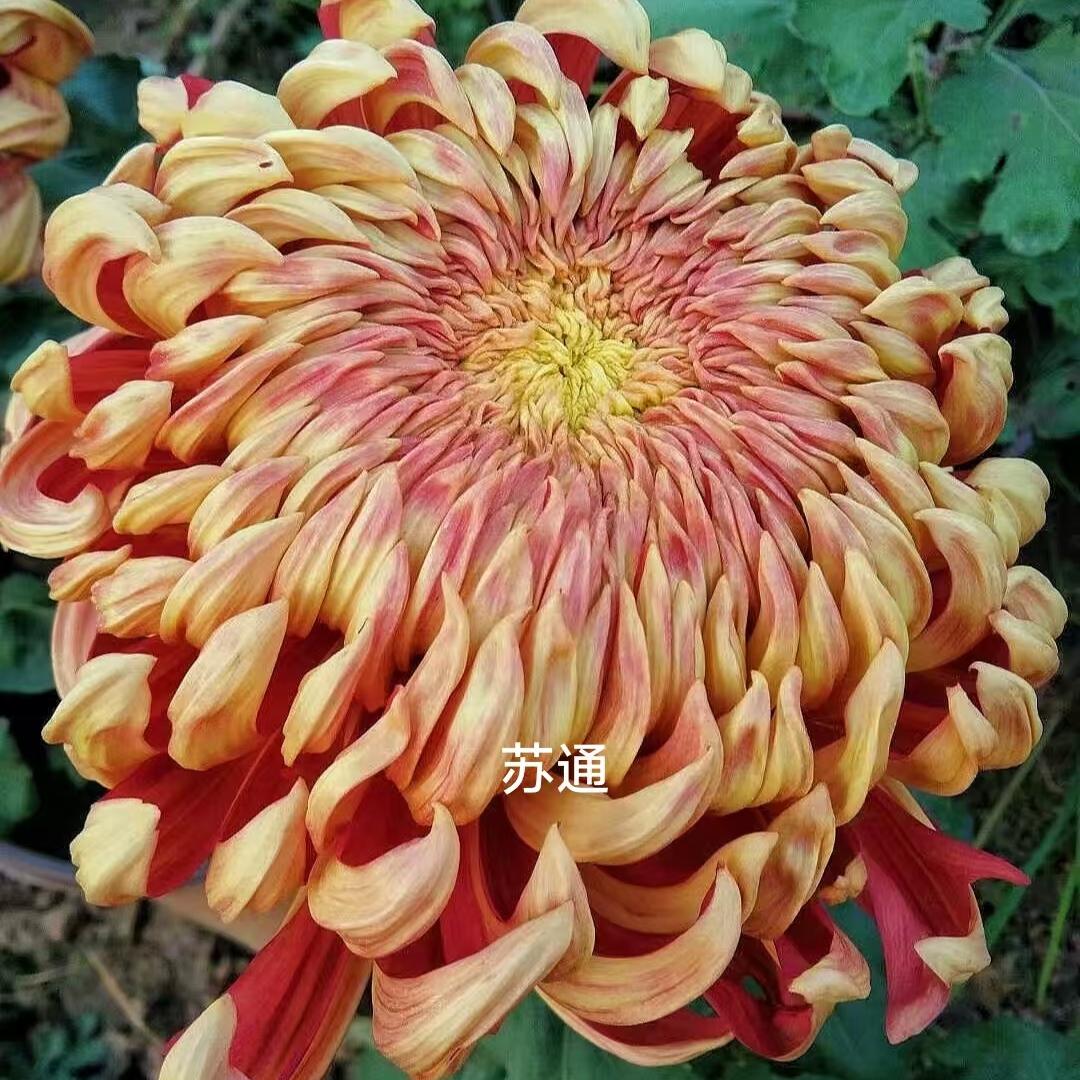 国华太平红叶菊花苗盆栽带花苞