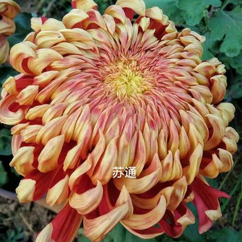 国华太平红叶菊花苗盆栽带花苞