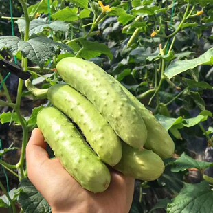海阳白玉黄瓜苗秧种子旱脆寒玉水果黄瓜春季四季播籽种蔬菜孑