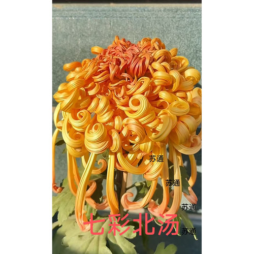 七彩北汤菊花苗盆栽地栽