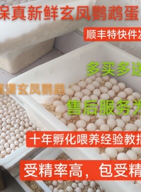 玄凤鹦鹉受精蛋鹦鹉鸟蛋可人工孵化黄化玄凤受精蛋