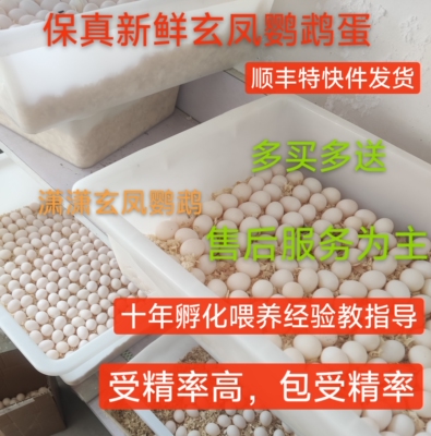 玄凤鹦鹉受精蛋鹦鹉鸟蛋可人工孵化黄化玄凤受精蛋