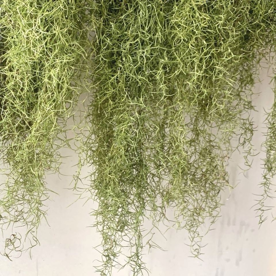 空气凤梨老人须松萝铁兰吊挂绿植懒人植物室内净化空气吸甲醛易养