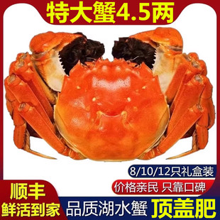 活蟹10只大闸蟹鲜活螃蟹官方旗舰礼盒大闸蟹特大现货母蟹湖鲜河蟹