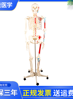 泰贵医学XC101A人体骨骼附肌肉着色及韧带模型170CM显示神经分支、脊椎动脉和腰椎间盘基础解剖人体骨架标本