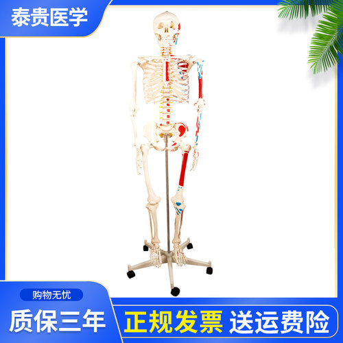 泰贵医学人体骨骼肌肉模型