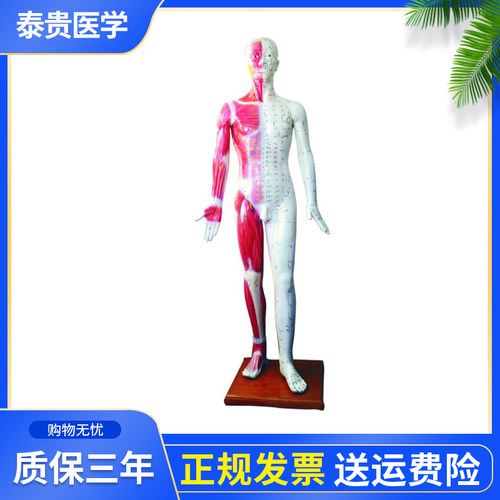 泰贵医学XC501人体针灸模型178CM自然大肌肉解剖经络线穴位分布动静脉推拿养生护理中医练习课程教学模具