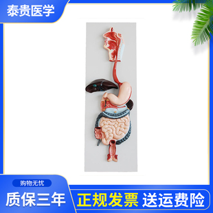 泰贵医学XC315消化系统立体模型鼻、口腔和咽喉、食道、胃肠道课程直观教具人体消化系统护理学习模型