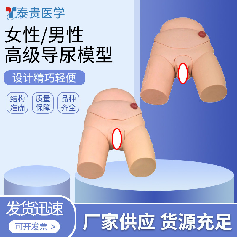 高级男性/女性导尿模型