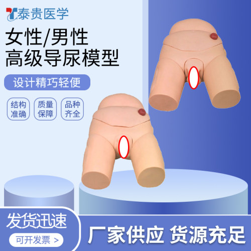 高级男性/女性导尿模型