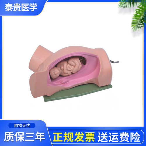 高级分娩机转示教模型泰贵医学