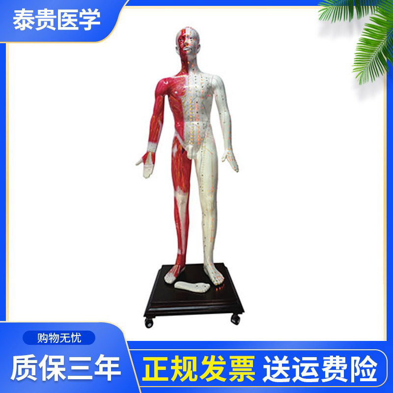 泰贵医学TG-170E多媒体人体针灸穴位发光模型经络腧穴教学训练假人