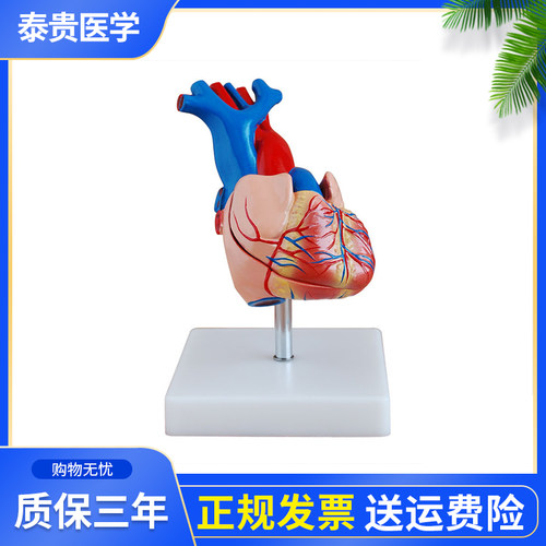 泰贵医学XC307A自然大心脏解剖模型外形及内部结构学生课程病人护理教学模具