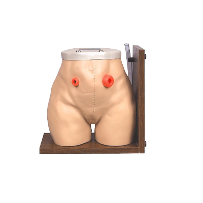 泰贵人体模型训练假人体模型