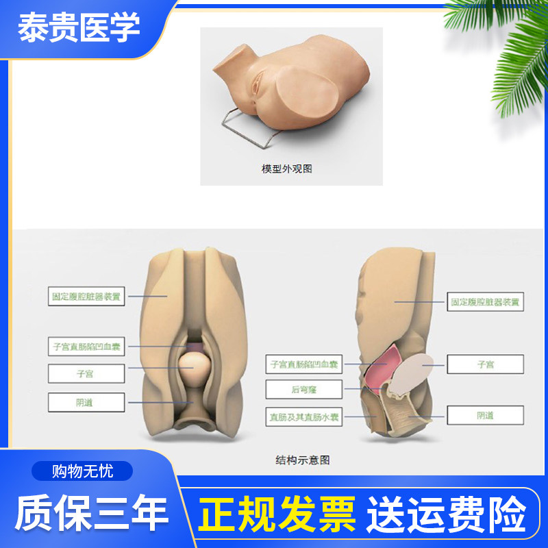 泰贵医学TG/阴道后穹窿穿刺模型 解剖位置准确妇科检查模型医学教学教具
