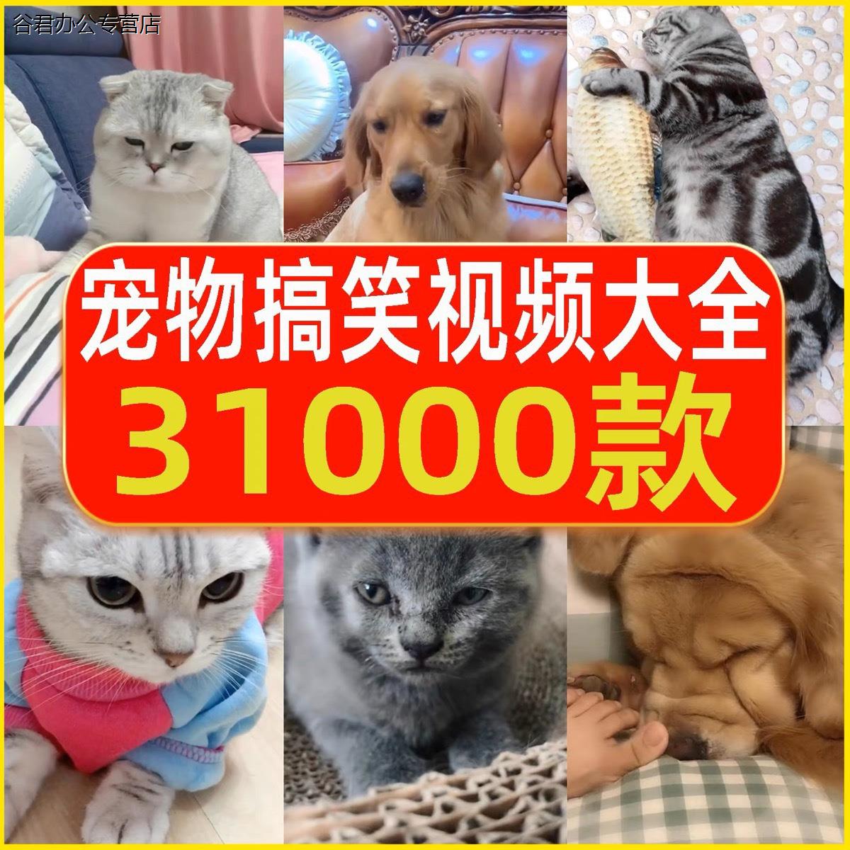 甄选宠物视频国外萌宠动物小猫小狗狗搞笑抖音短视频猫咪剪辑设计素材谷君教育