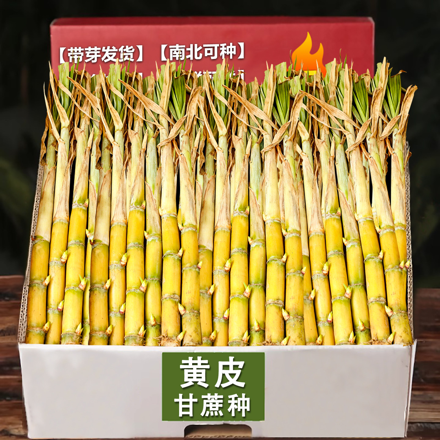 黄金黑皮甘蔗种苗黄皮甜甘蔗种苗批发规模种植水果种苗甘蔗种种子