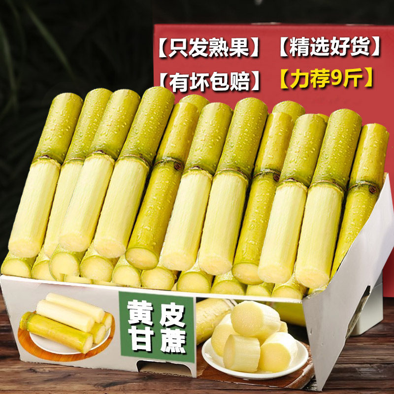 正宗黄金甘蔗新鲜水果当季特产绿皮黄金现砍果蔗手撕脆皮农家自种