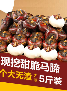 脆甜多汁马蹄果9斤当应季水果现挖新鲜荸荠农家蔬菜饽荠地栗包邮5