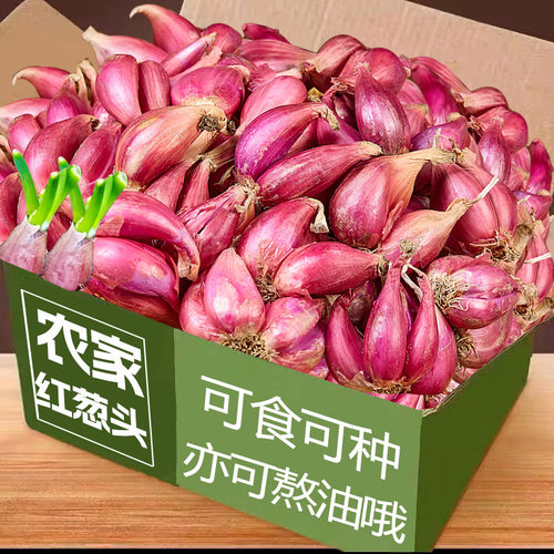 正宗大红葱头5斤红皮干香葱头种头食用商用香料新鲜农家小火葱头