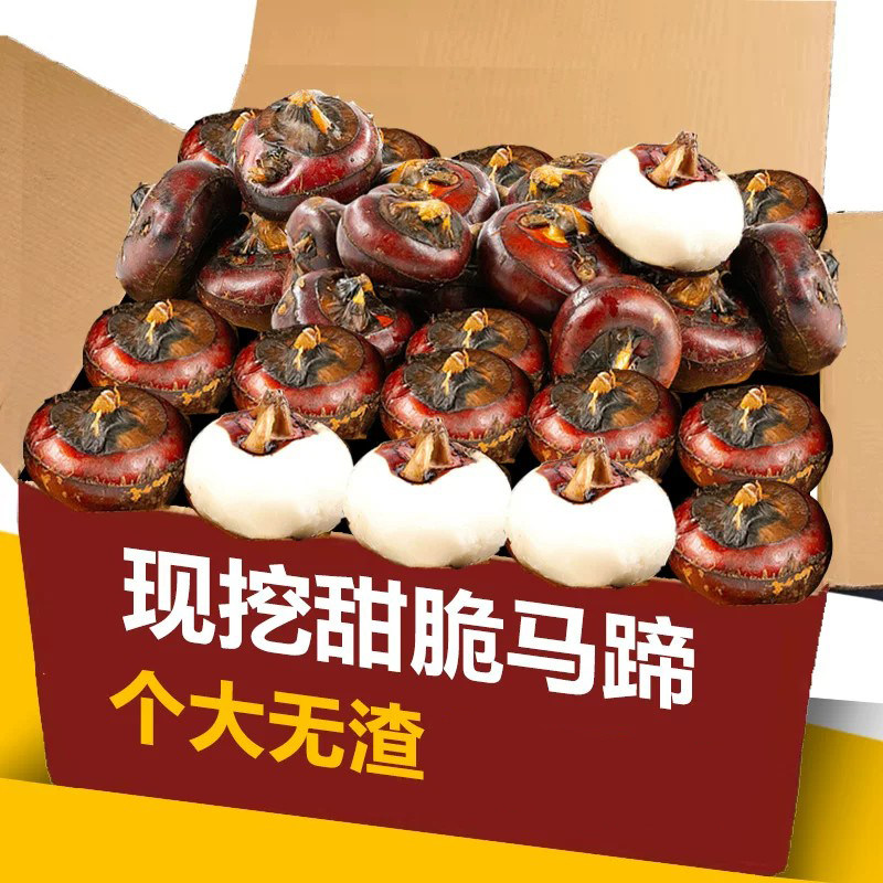 广西马蹄大果脆甜多汁当应季水果现挖新鲜荸荠农家蔬菜饽荠地栗