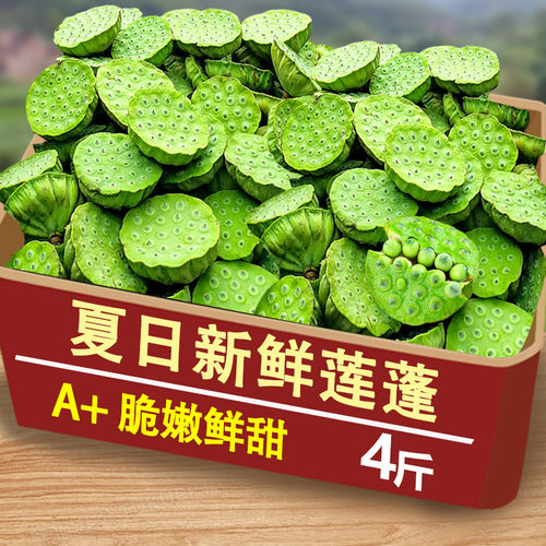现摘脆嫩鲜莲蓬，鲜香脆嫩